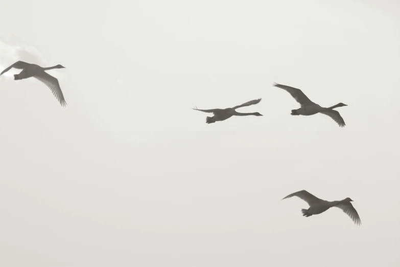 a group of birds fly together in a white sky