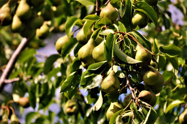 a nch of a pear tree filled with lots of unripe green fruit