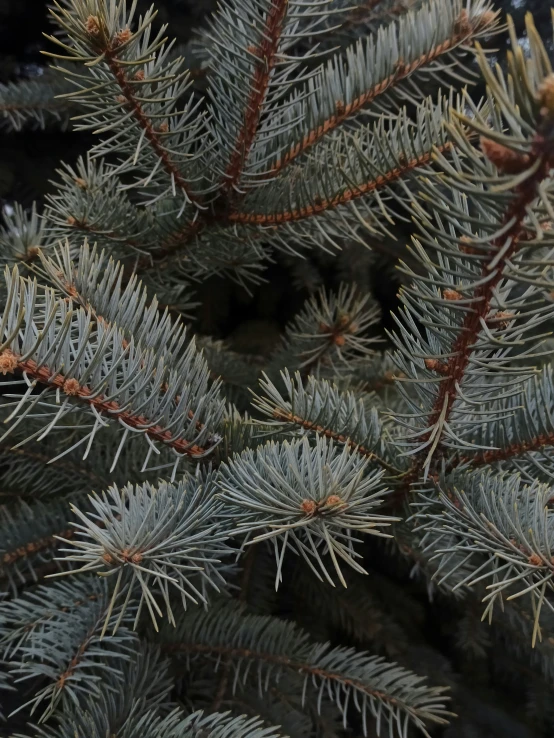 a close up s of the needles of a fir tree