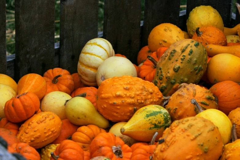 some gourds and squash stacked in a basket