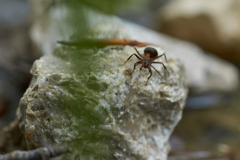 a small spider crawling on the rocks with its face looking at the camera