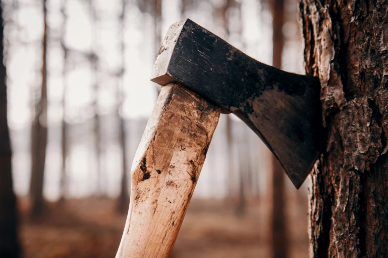 an axe sticking out of the bark of a tree in a forest