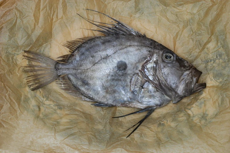 a large fish sitting on top of a piece of paper