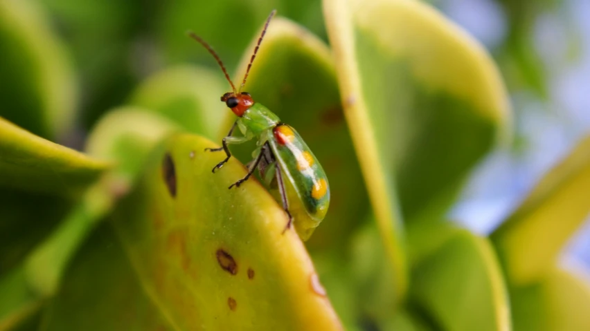 an insect is sitting on a leaf with leaves in the background