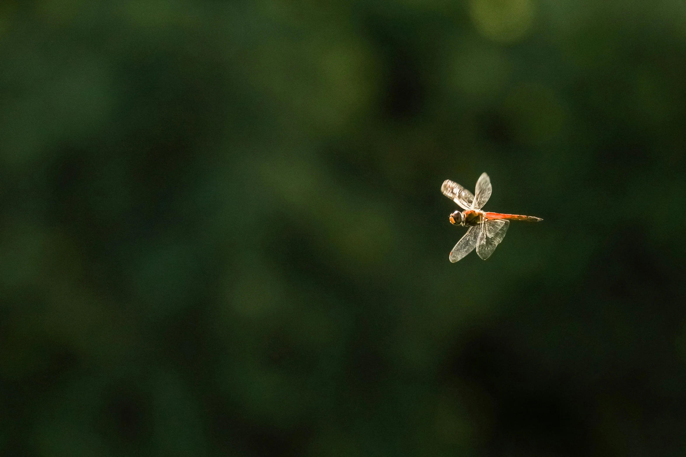 a dragon flys overhead on a leaf