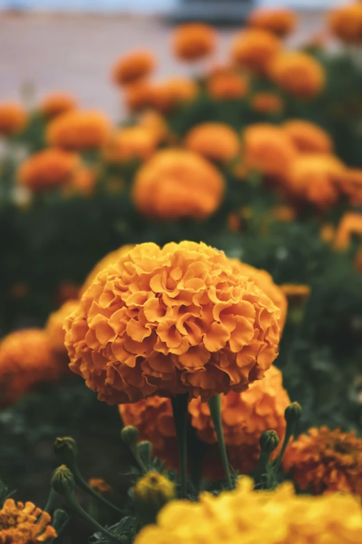 a field of flowers sitting next to a building