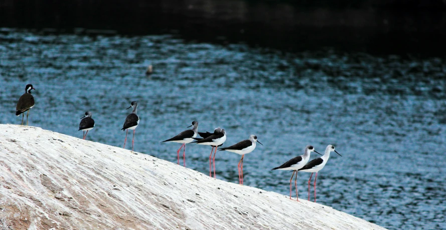 a group of birds is sitting on the edge of a cliff