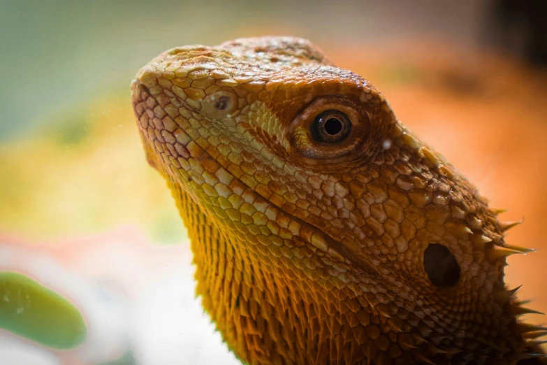 an orange lizard with it's head tilted looking toward the camera