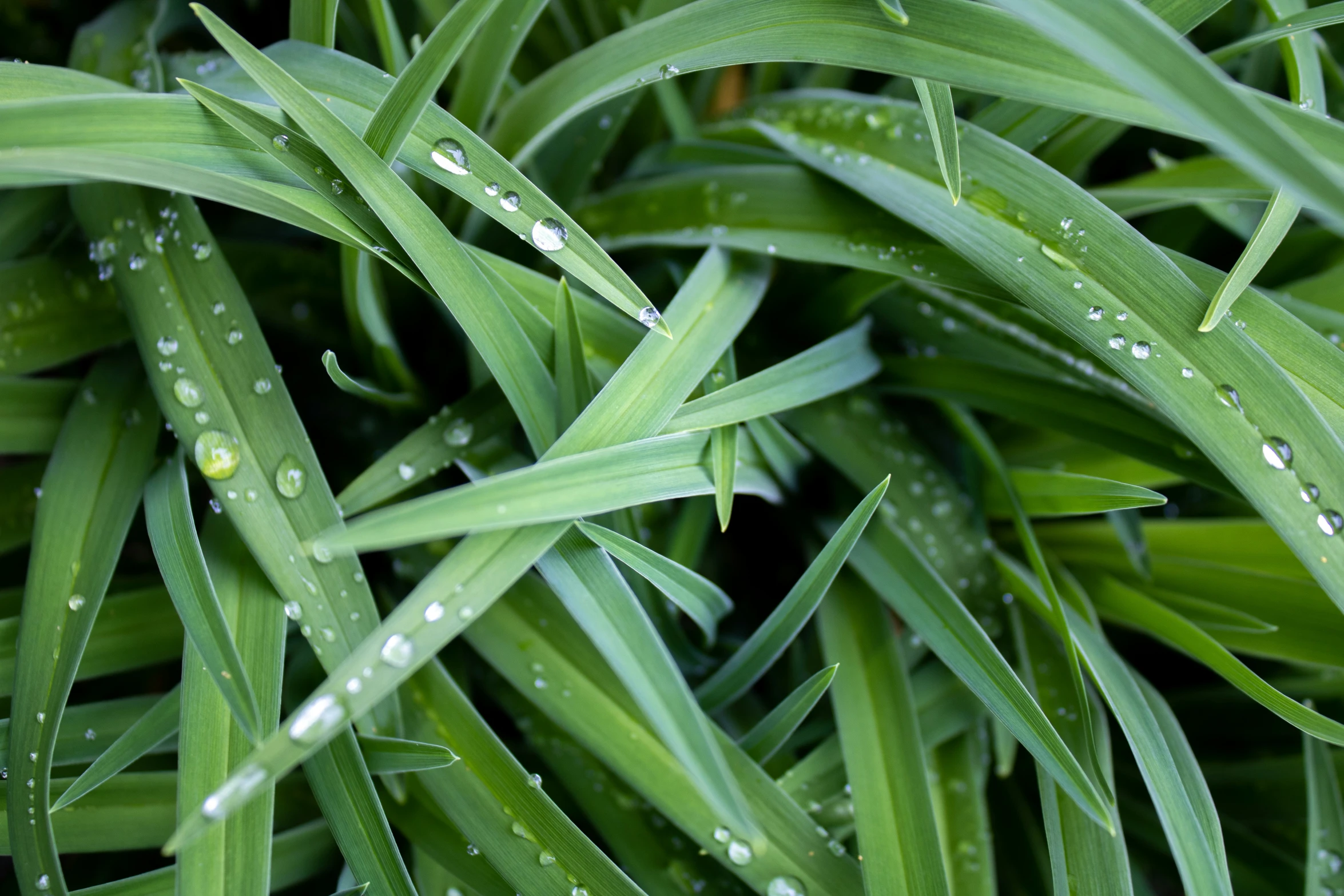 green leaves with water drops on them