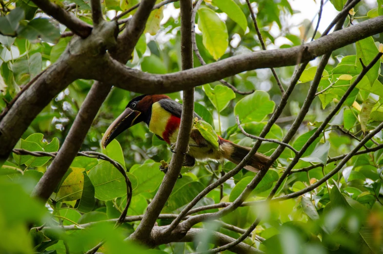 the bird is resting on the tree nch