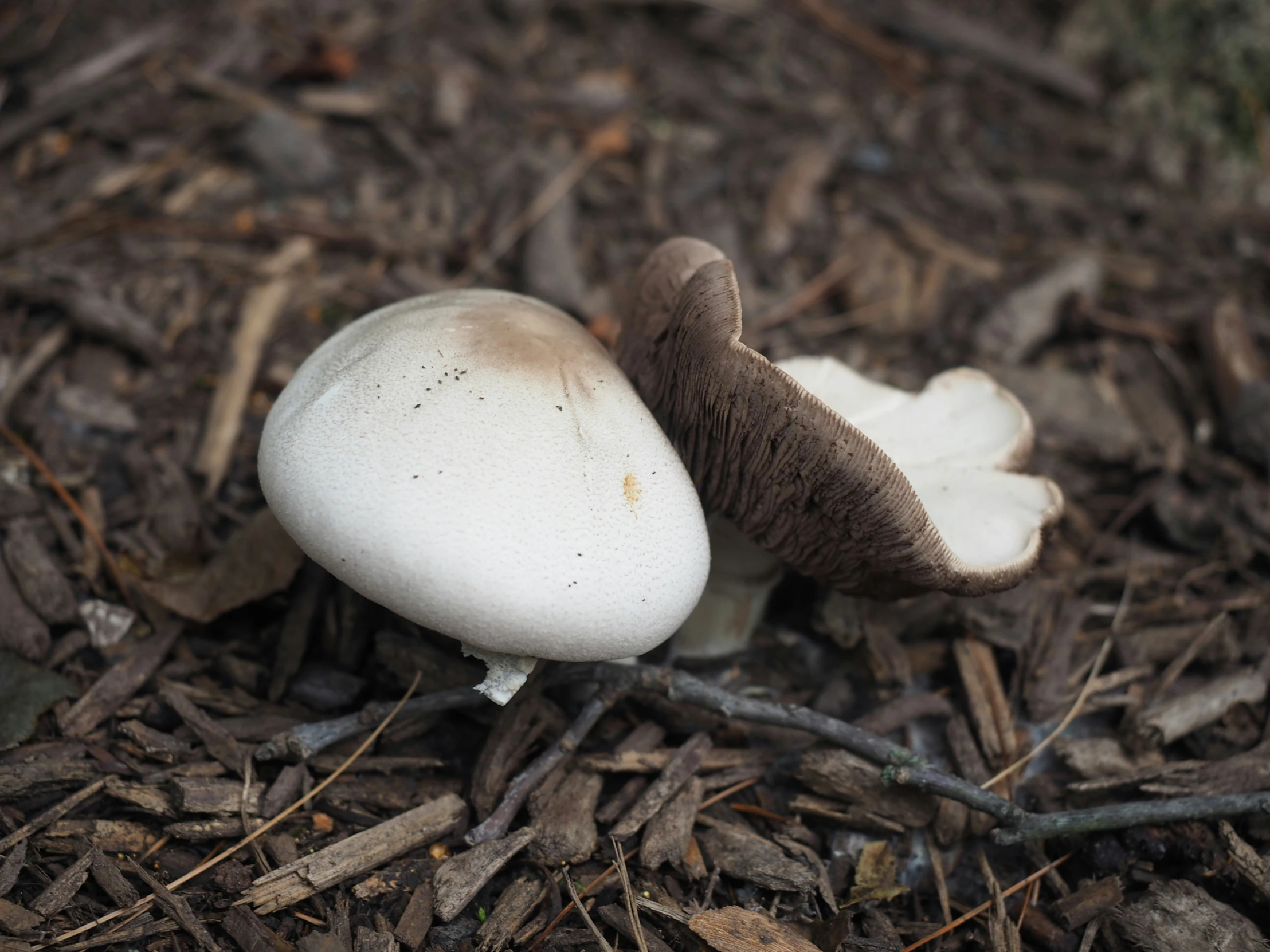 a mushroom is shown on the ground in this image