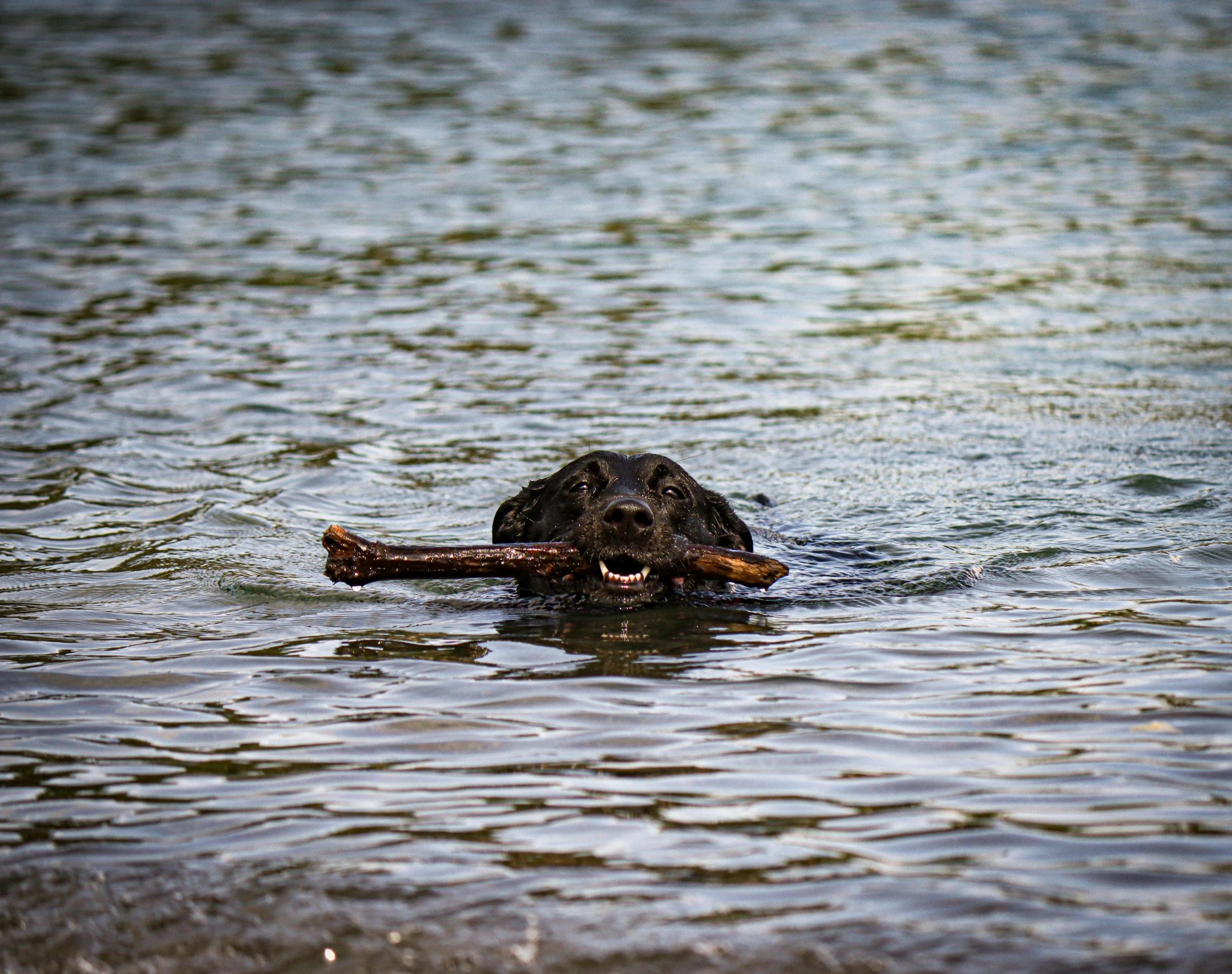 a black dog holding a stick in the water