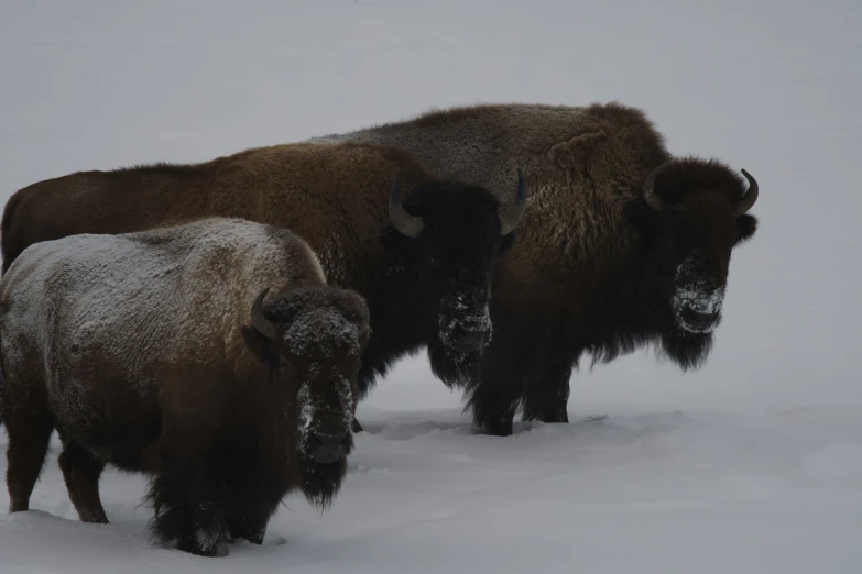 some brown and white buffalo standing in the snow