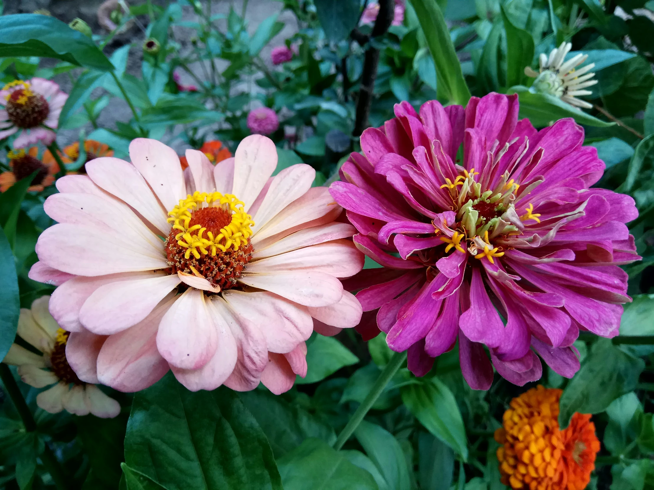 two different colored flowers that are next to each other