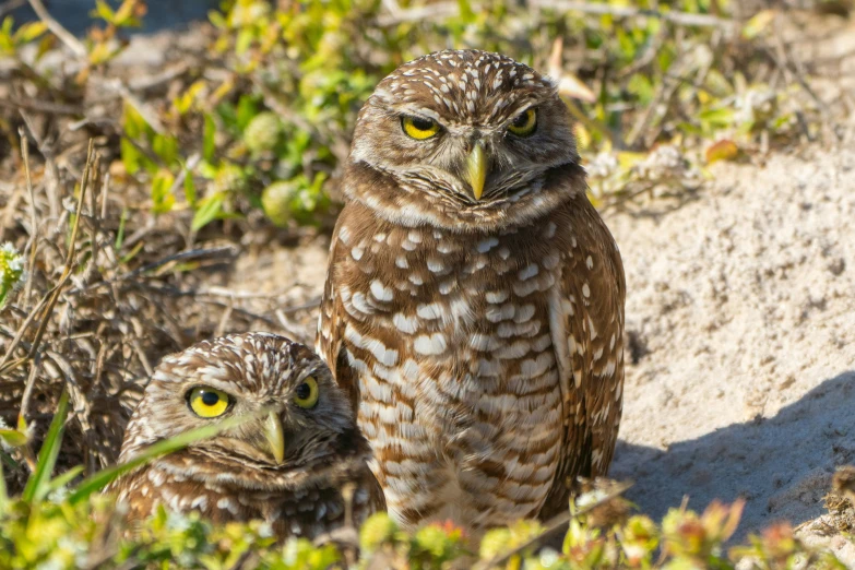 two owls standing beside each other in the grass