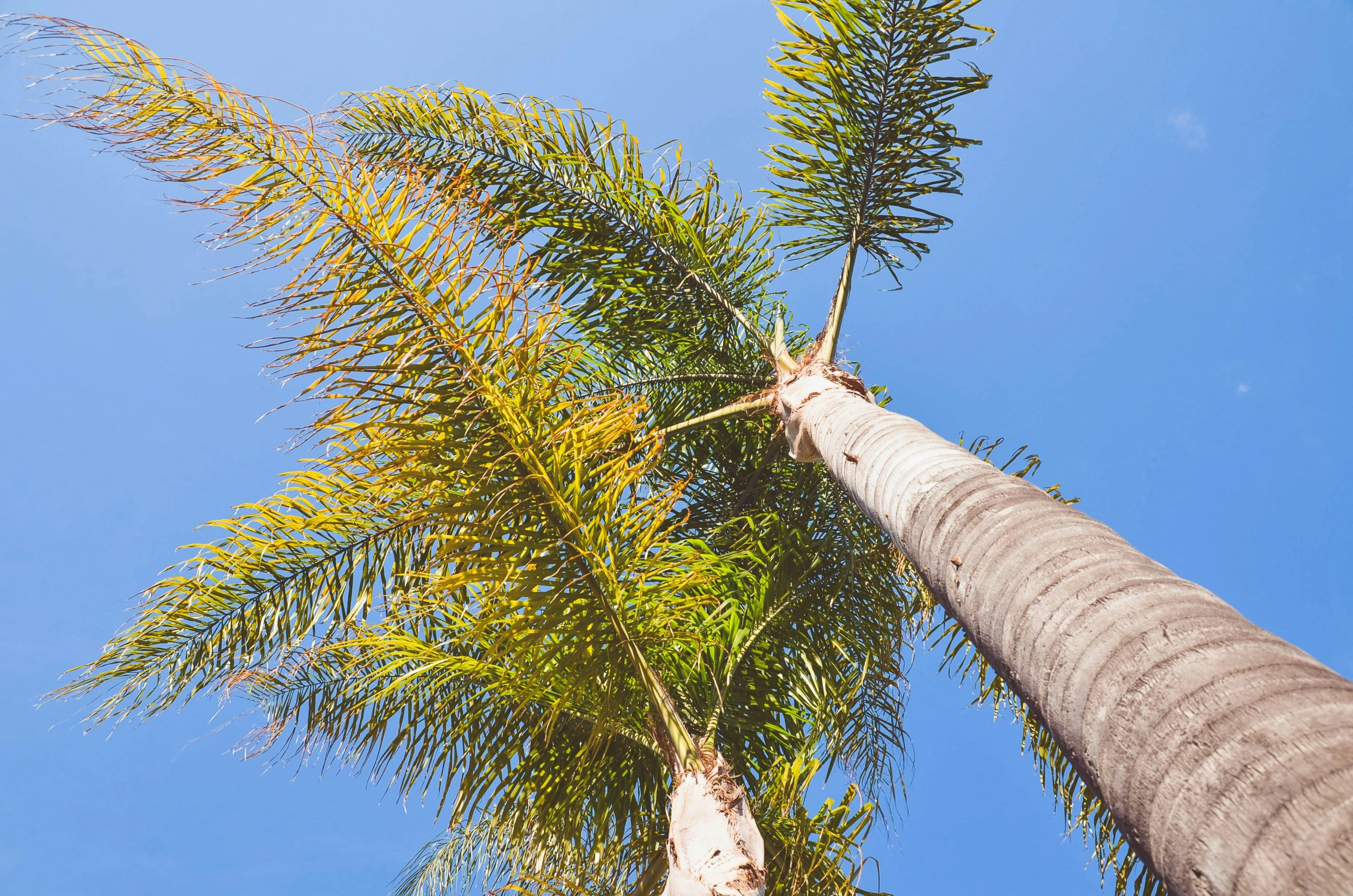 looking up at tall trees against a blue sky