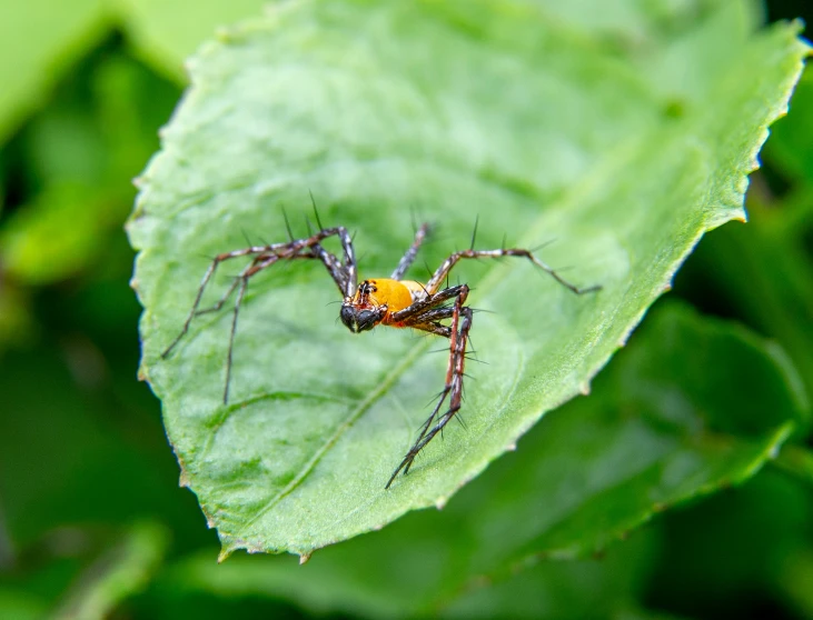 an orange and black insect is standing on a green leaf