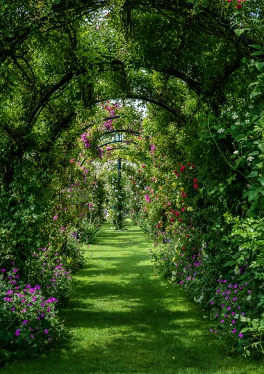 an arch of trees with purple flowers lining it