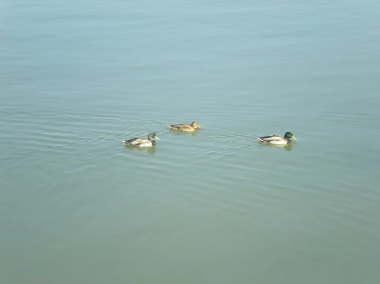 three ducks floating in water next to each other