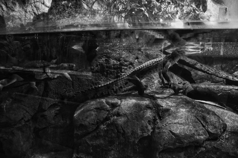a lizard in an aquarium in black and white
