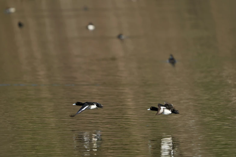 two ducks are flying above the water