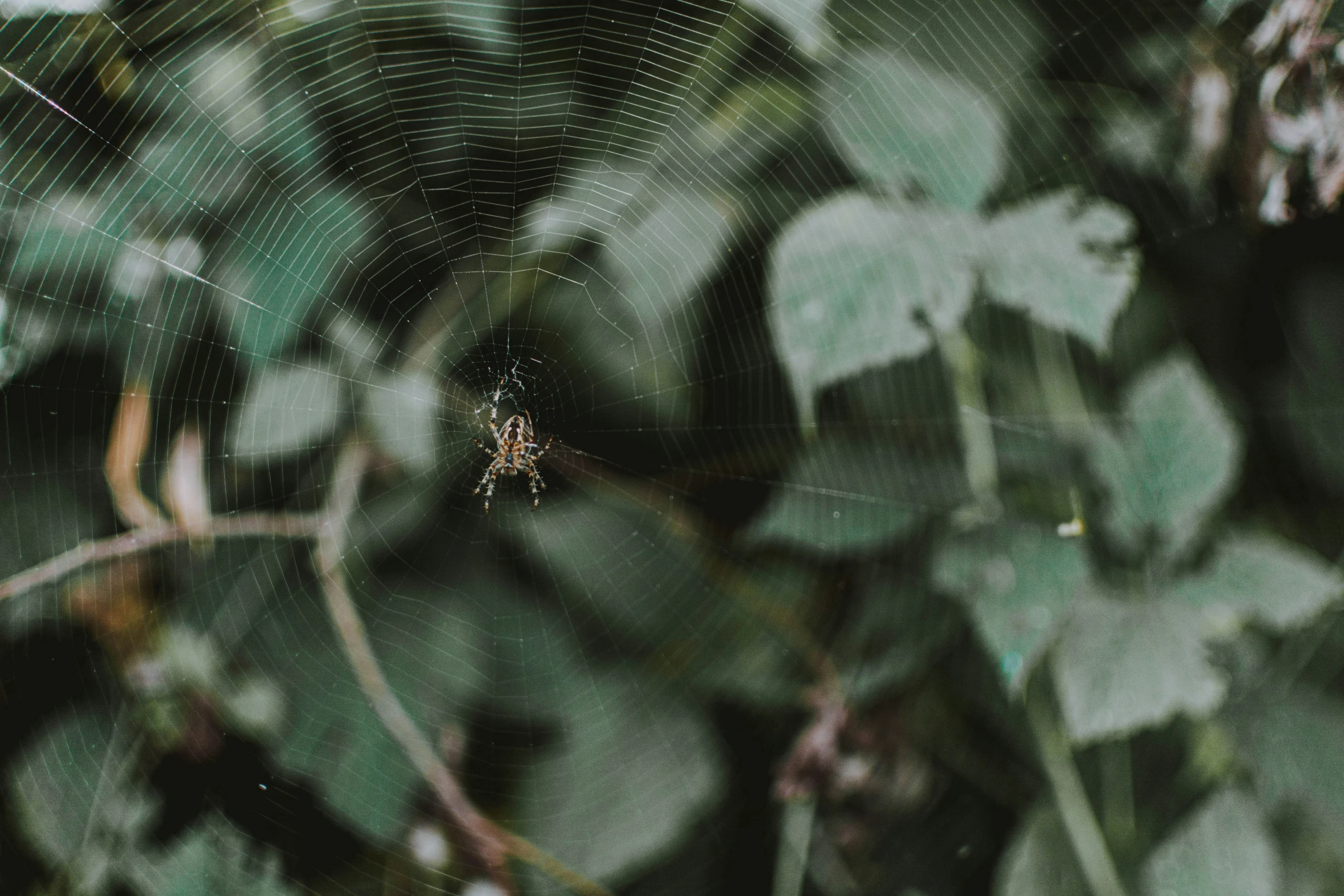 a large spider hanging from a web on a plant