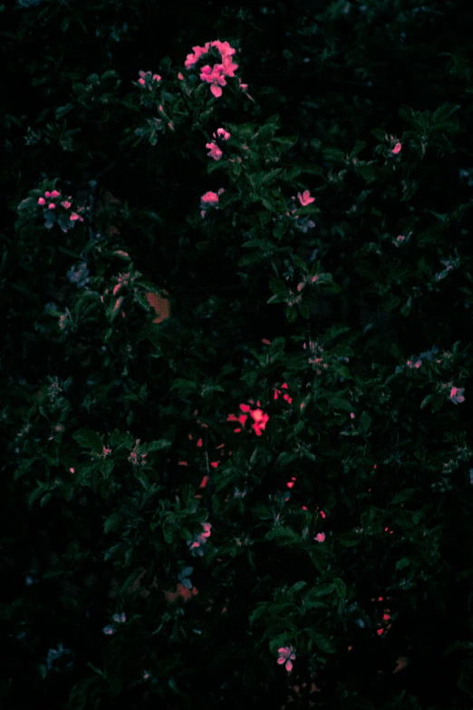 dark pink flowers in the middle of a large field