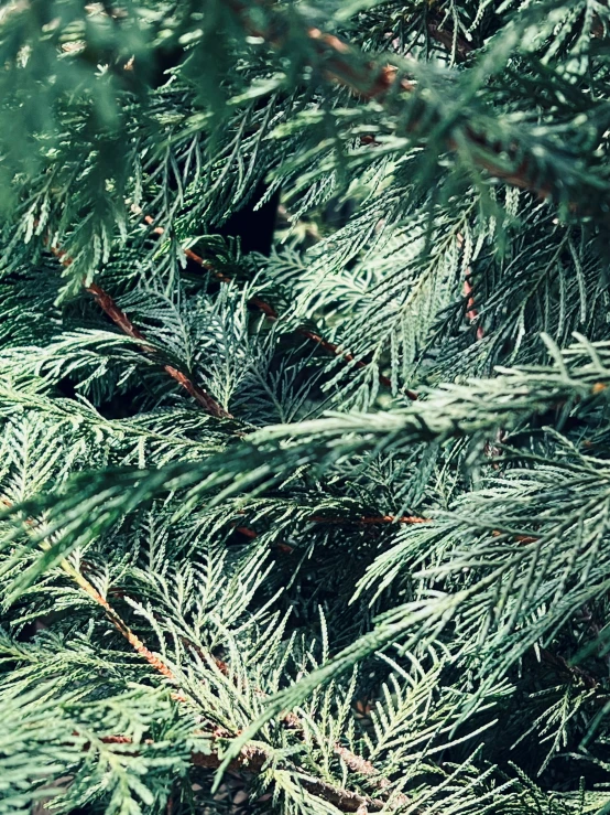 pine needles are an evergreen tree's favorite item, but it is easily seen with no leaves on the nches