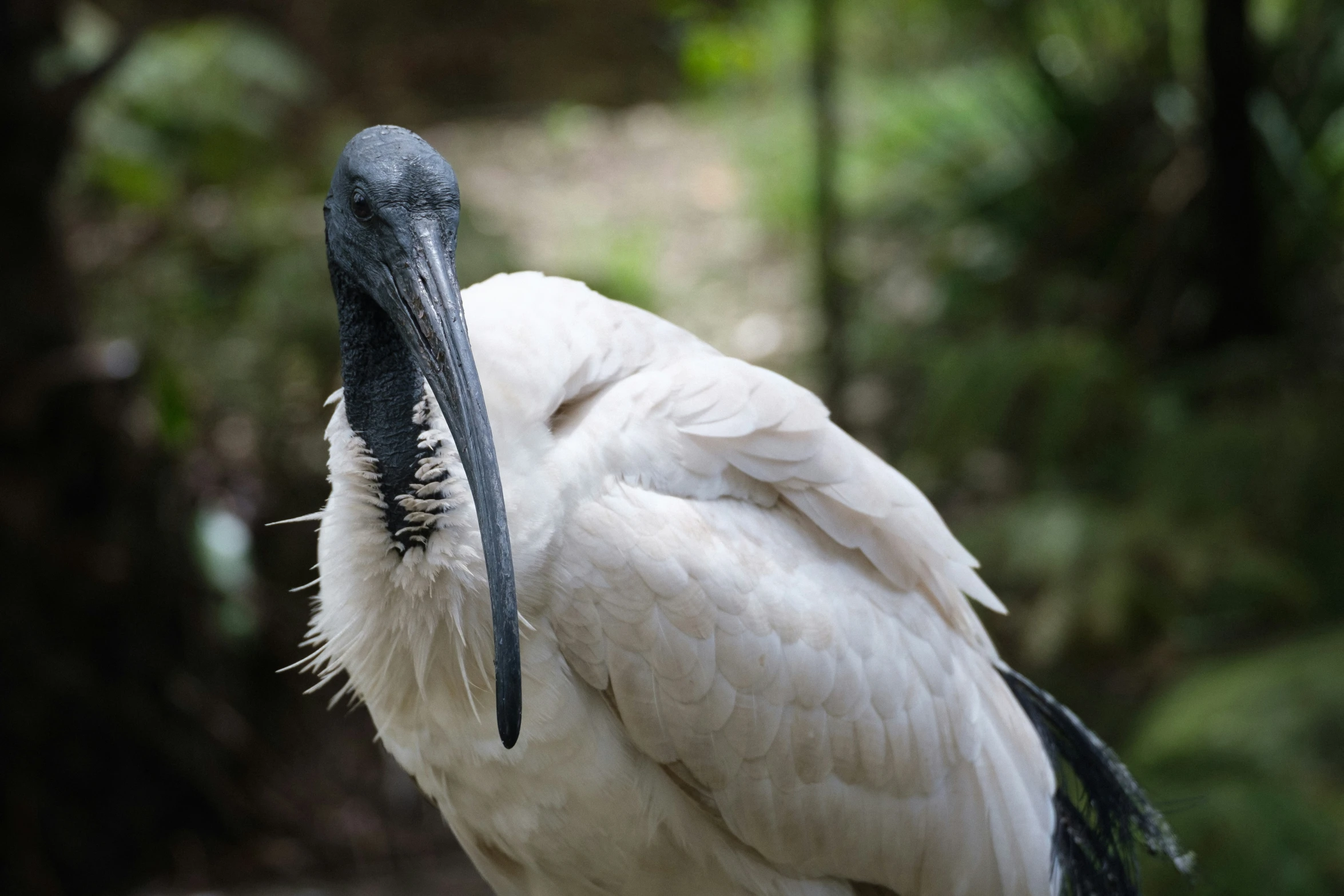 a large white bird standing next to a forest