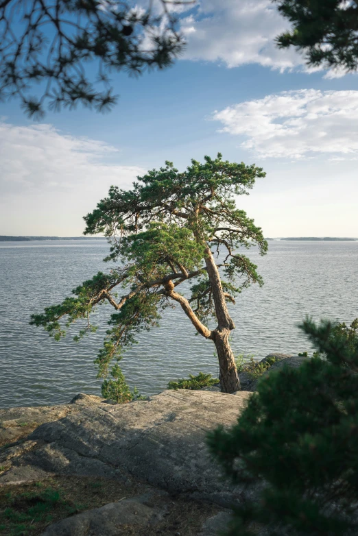 a pine tree is leaning over in front of the ocean