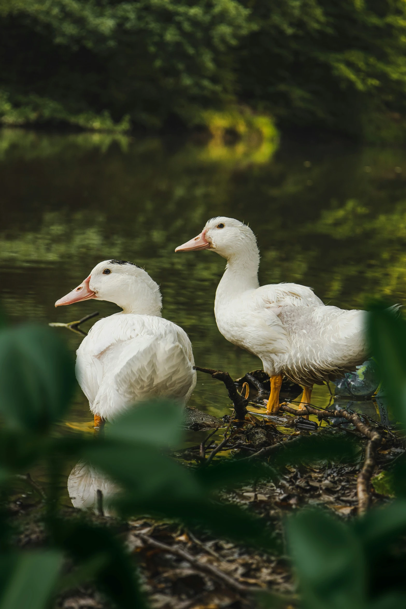 two white birds are in the nest together