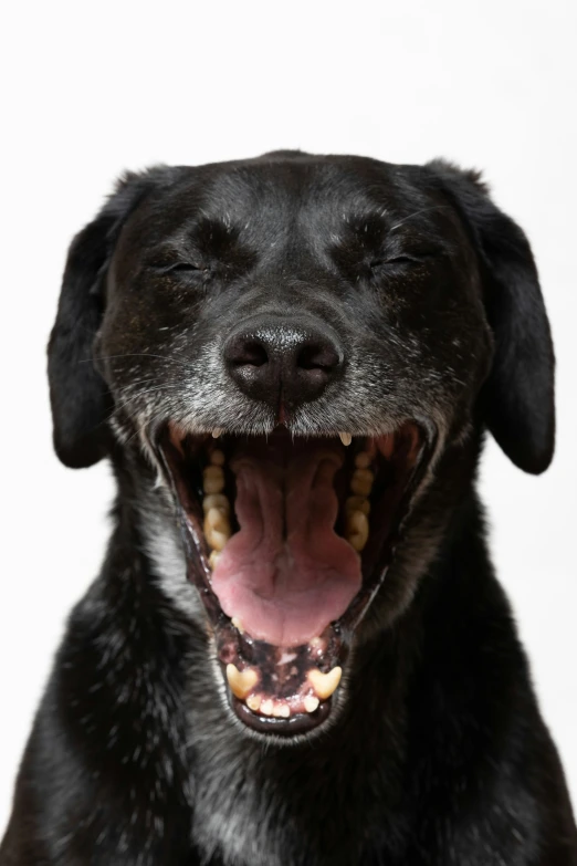 a black dog with its mouth open showing teeth