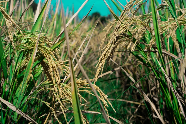 close up image of green grass in the field