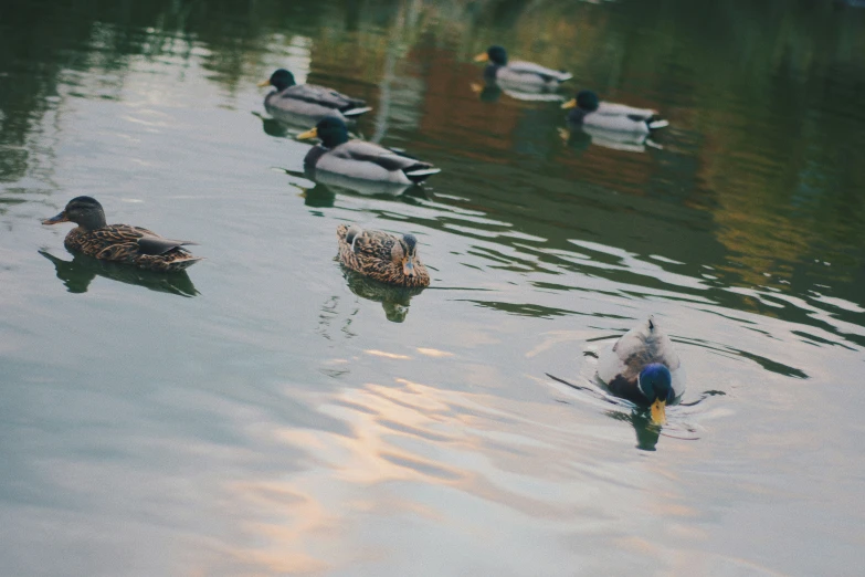 several ducks are floating on the water in a lake