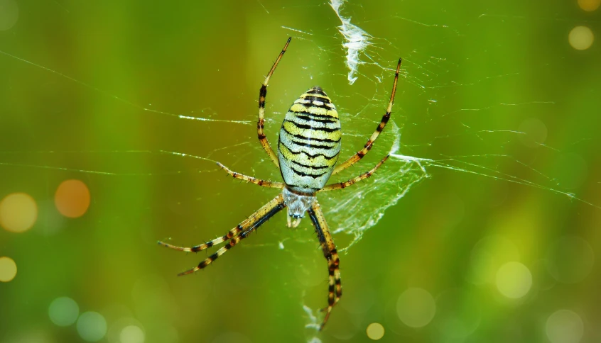 a close up of a spider on a web with blurry grass in the background