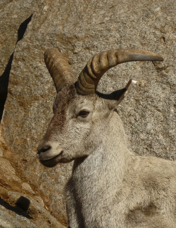 long horn sheep looking around on a rock surface