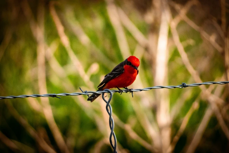 a red bird sitting on top of a wire fence