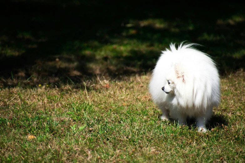 a large white dog walking across a grass covered field