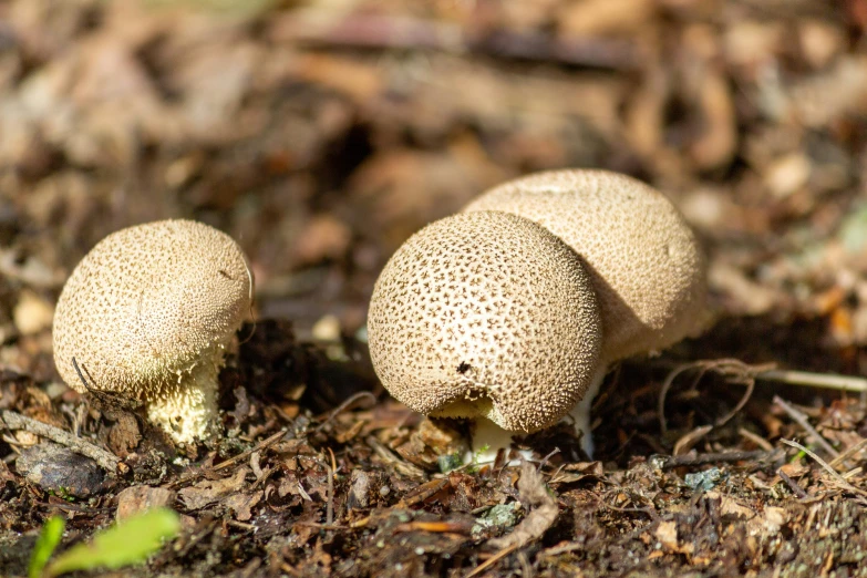 two mushrooms that are sitting in the dirt