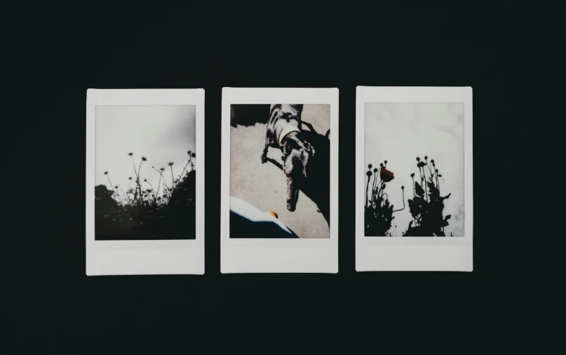 three polaroid pographs of plants and flowers are on a black surface