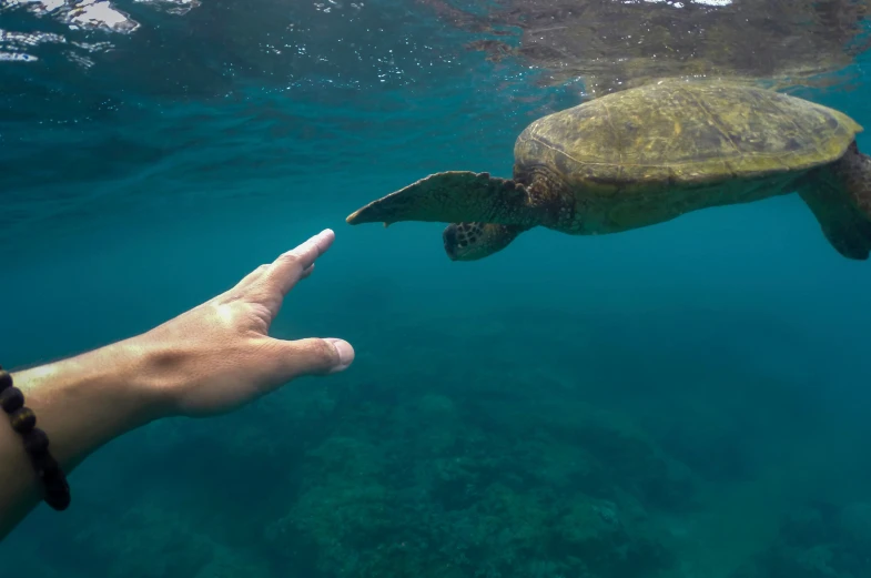 a large green turtle swimming in the ocean while someone points their finger at it