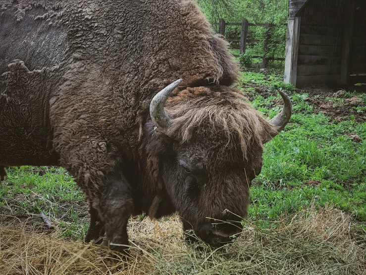 an animal with very large hair is in the grass