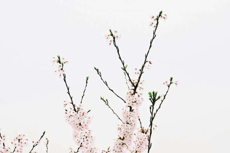 flowers on a tree with an airplane in the background