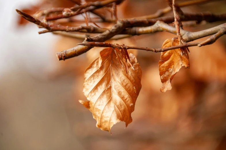 a close up view of two fallen leafed trees