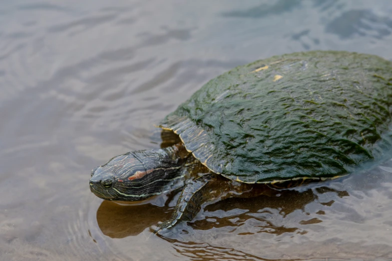 a small turtle floats on the surface of some water