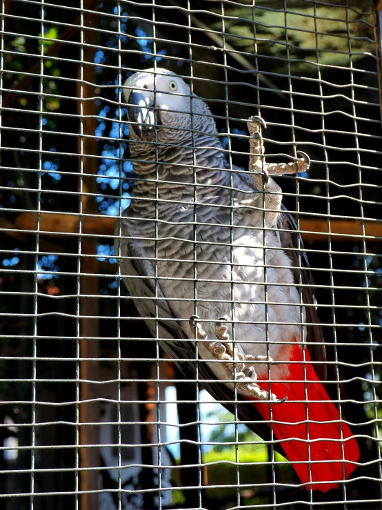 a parrot perched on top of a cage in a zoo