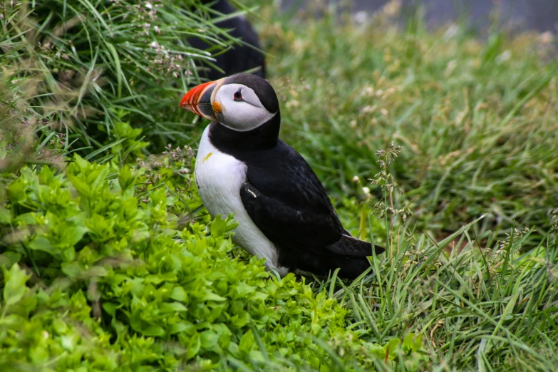 a black and white bird with orange beak in the grass