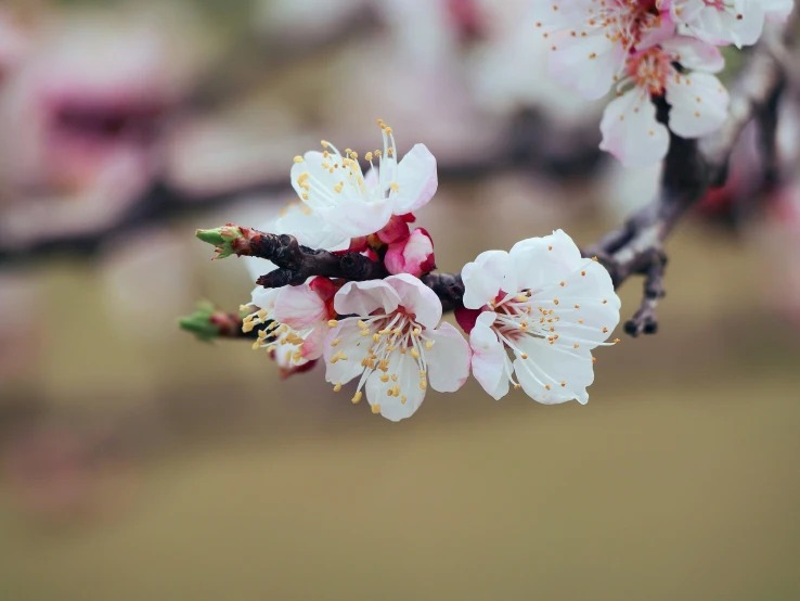 the blossoms on this tree are blooming in spring