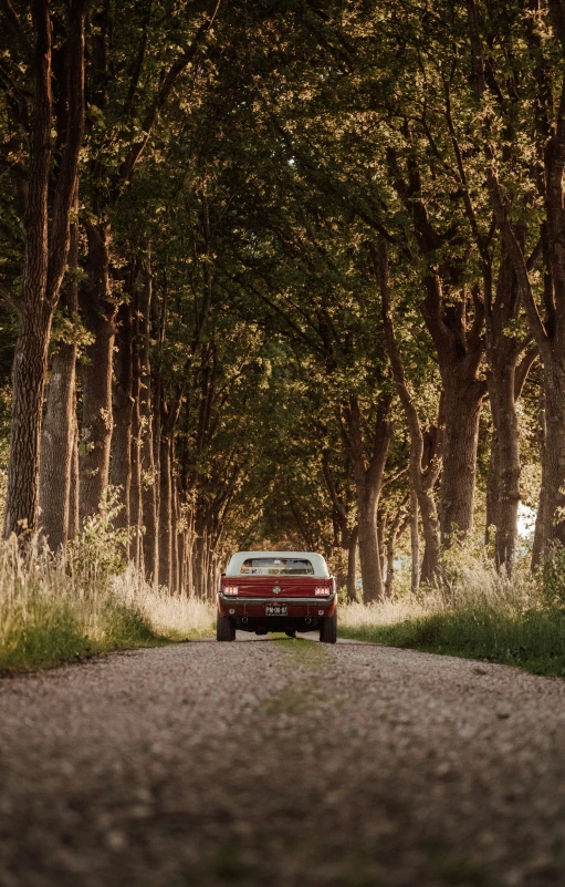 a car is shown driving through the middle of some trees