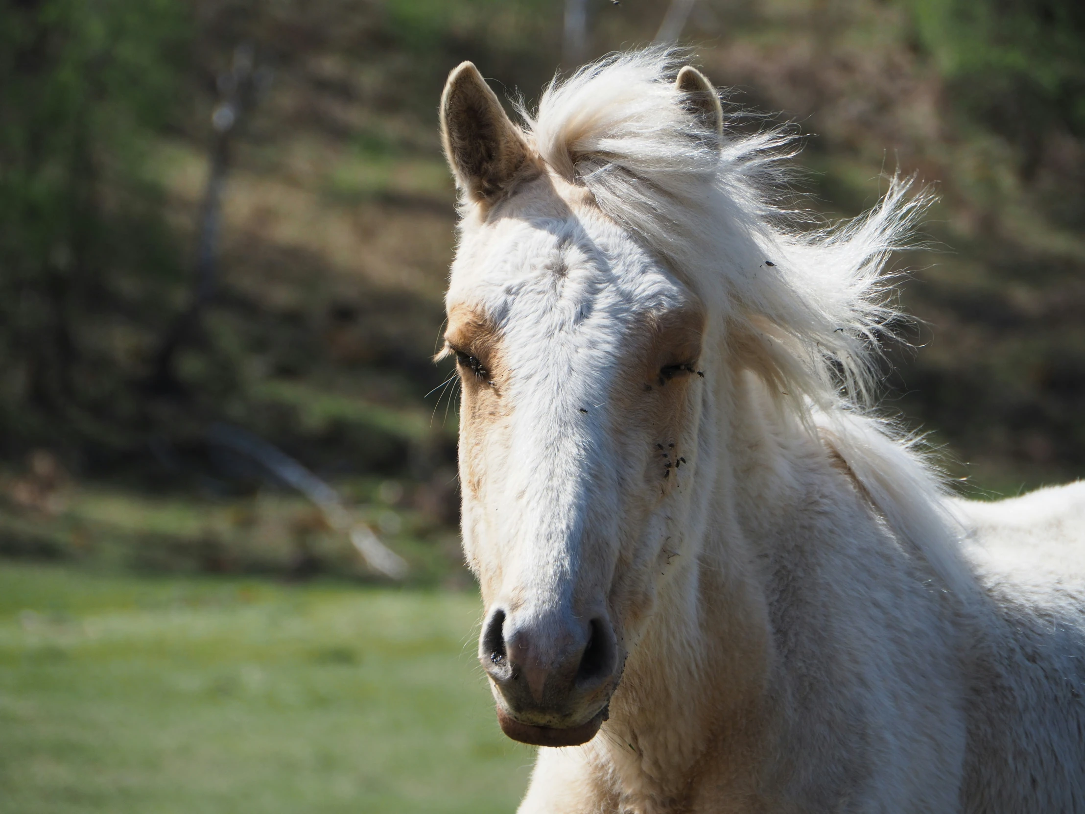 a brown and white horse walking through a lush green field